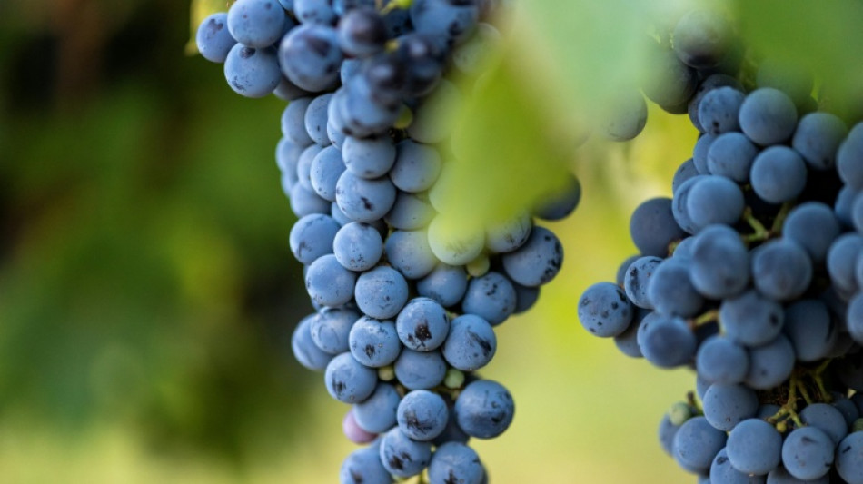 Wegen Extrem-Sommers beginnt Weinlese im Elsass fr&uuml;her denn je