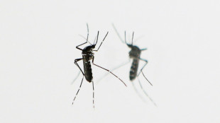 Chikungunya: Stiko empfiehlt erstmals Reiseimpfung für bestimmte Gruppen
