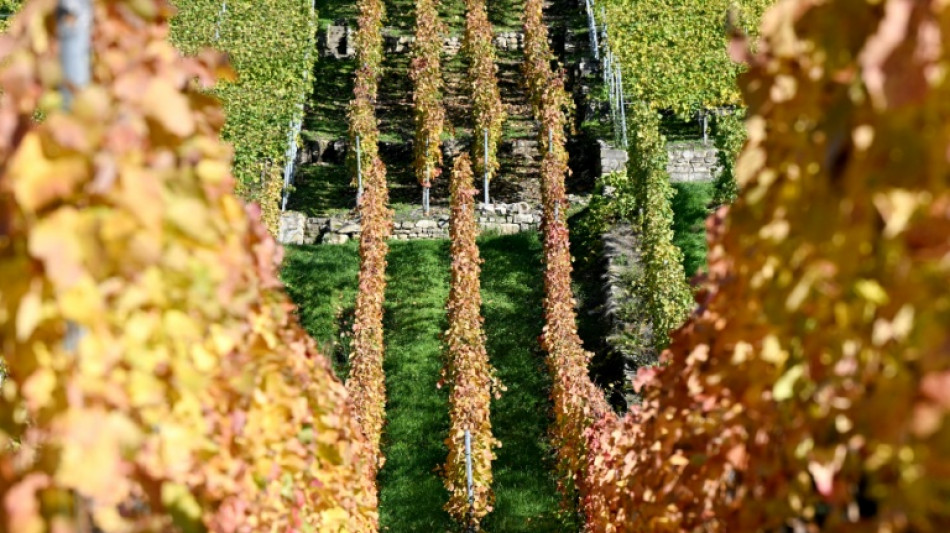 Gericht: Weiter keine Touren mit E-Scootern durch Weinberge von Bad Dürkheim
