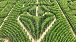 En Alsace, le labyrinthe dans le maïs fait un tabac