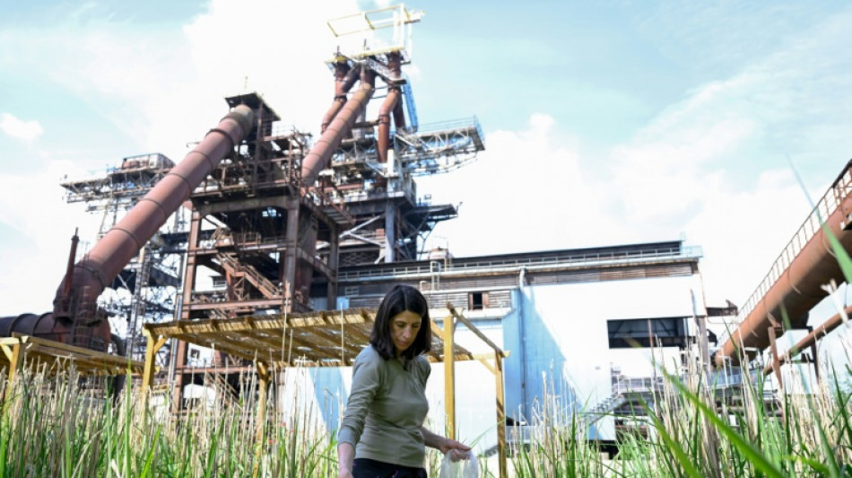 A Uckange, les plantes au secours des sites industriels pollu&eacute;s