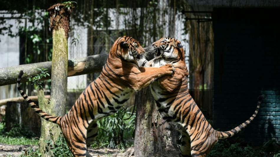 En grave danger d'extinction, le tigre de Malaisie face au braconnage