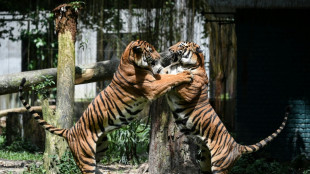 En grave danger d'extinction, le tigre de Malaisie face au braconnage