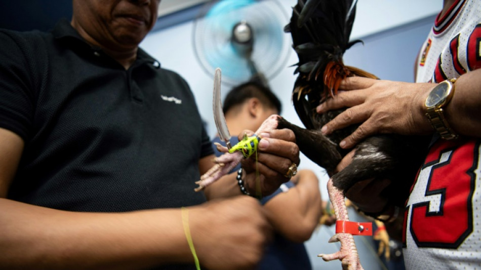 Aux Philippines: le marché du combat de coqs en ligne continue de prospérer, malgré son interdiction
