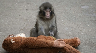 Japan arrests Americans over stunt at baby monkey Punch's zoo