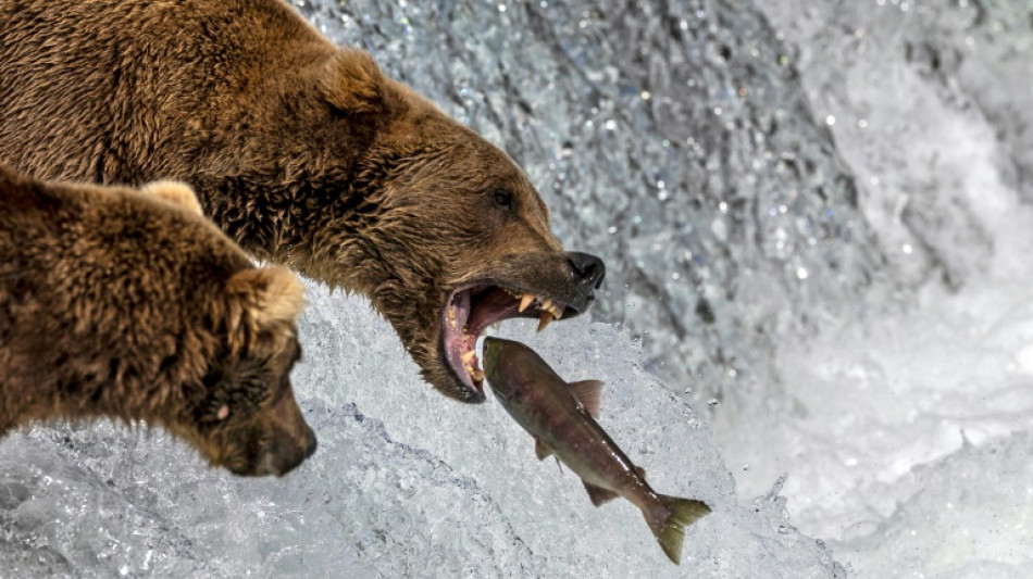 Noticia de peso: Avanza la Semana del Oso Gordo en Alaska