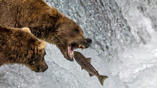 Noticia de peso: Avanza la Semana del Oso Gordo en Alaska